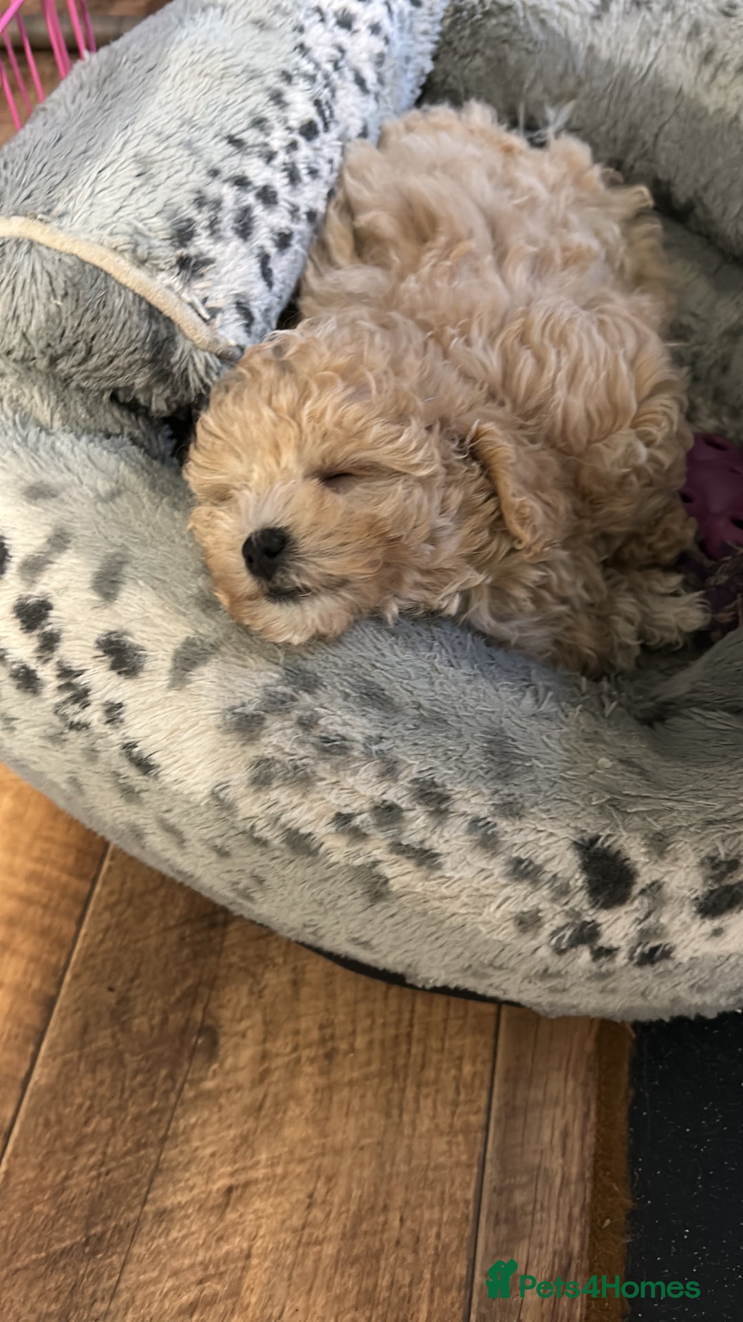 Maltipoo dogs for sale: 2 tiny maltipoo girls left DNA Tested - Image 5