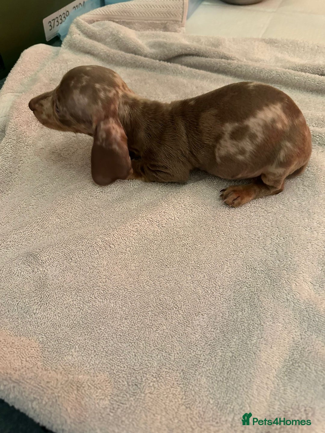 Miniature Dachshund dogs for sale: Miniature dachshunds - Advert 4