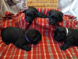 Scottish Terrier dogs Beautiful Scottie terrier puppies (4 LEFT) - Advert 2