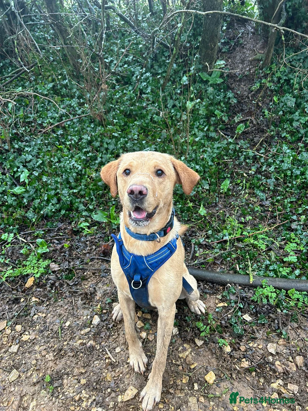 Labrador Retriever dogs for stud: Gorgeous KC Purebred Yellow Labrador For Stud - Advert 39