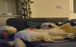 Golden Retriever dogs for sale: Golden retriever 10 months old - Advert 2