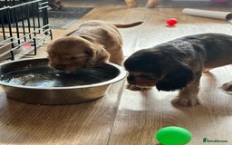 Cocker Spaniel dogs for sale: Handsome boys - Image 7