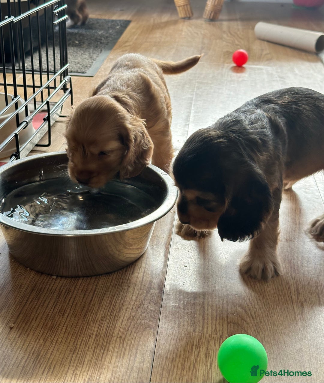 Cocker Spaniel dogs for sale: Handsome boys - Image 7
