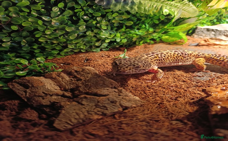 Leopard Gecko reptiles - Advert 1