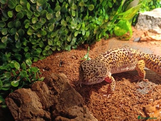 Leopard Gecko reptiles - Advert 26