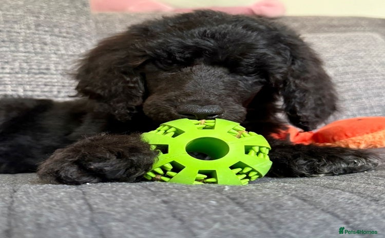 Standard Poodle dogs - Advert 5