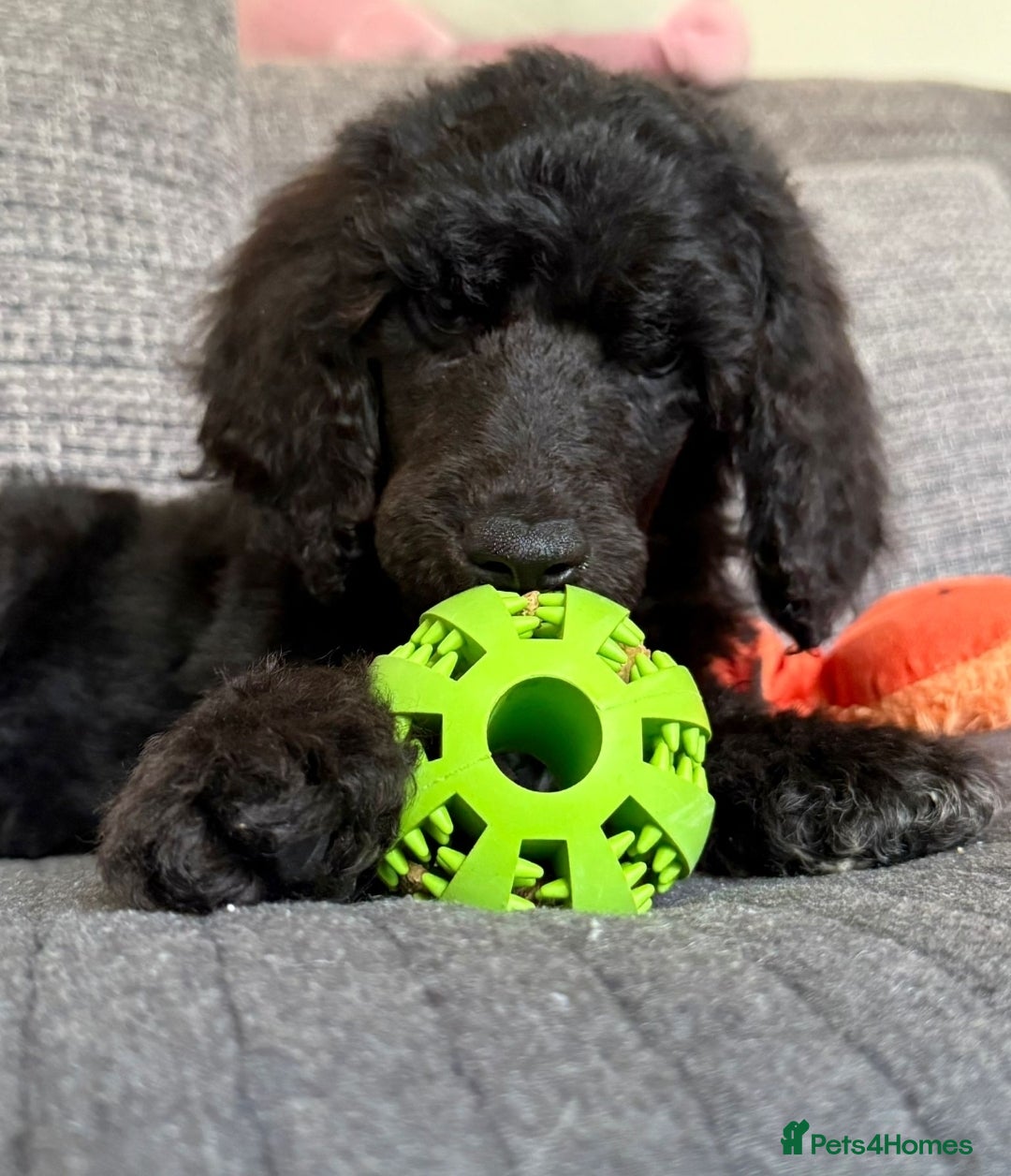 Standard Poodle dogs for sale: Stunning kc standard poodle puppies ready now - Image 1