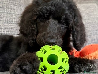 Standard Poodle dogs - Advert 4