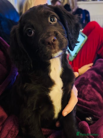 Sprocker dogs - Advert 1