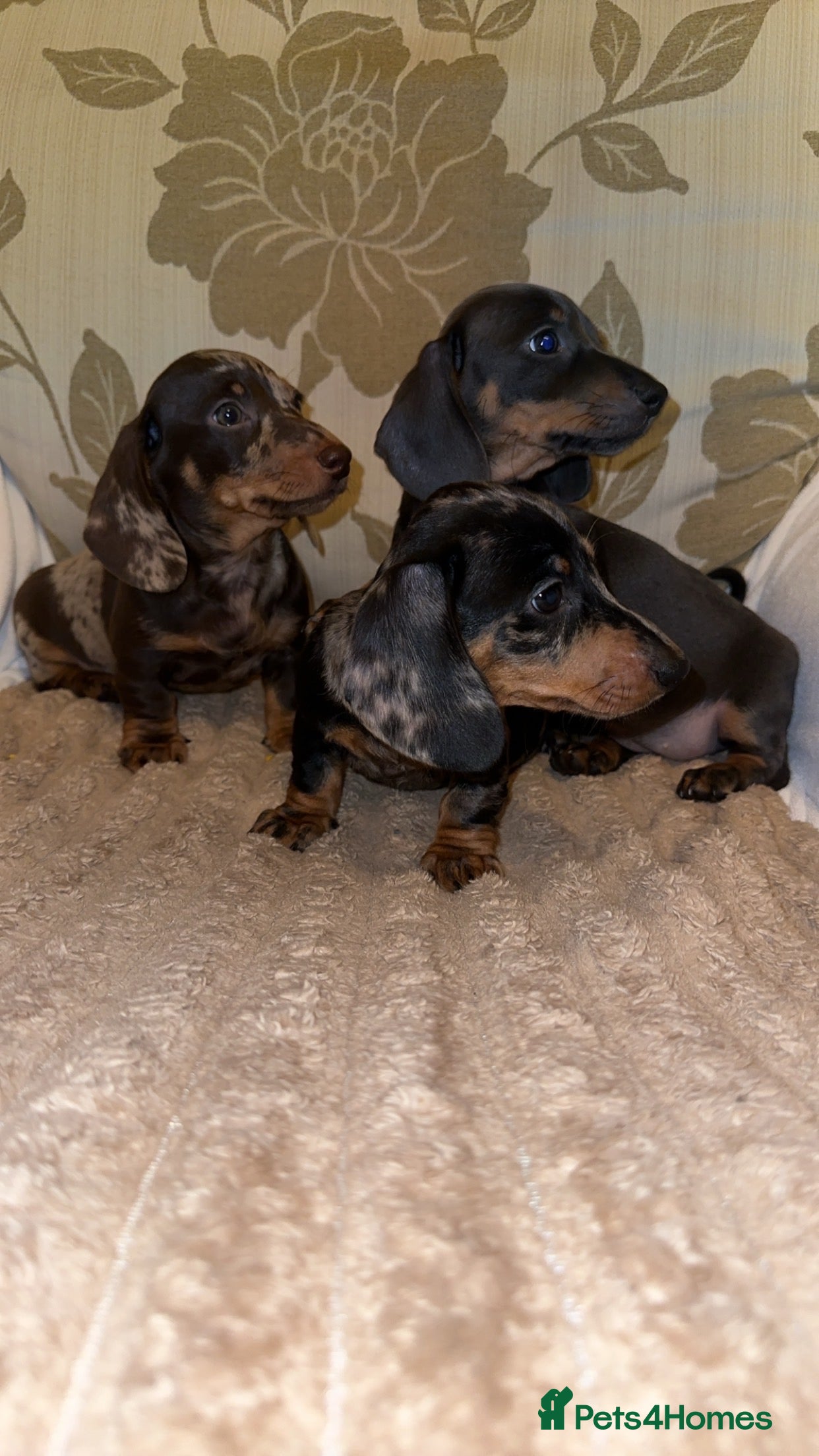 Miniature Dachshund dogs 😍KC registered Mini dashaund puppy’s ✅ - Advert 14