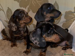 Miniature Dachshund dogs Mini dapple Dashaund puppy’s Ready To Collect Now - Advert 4