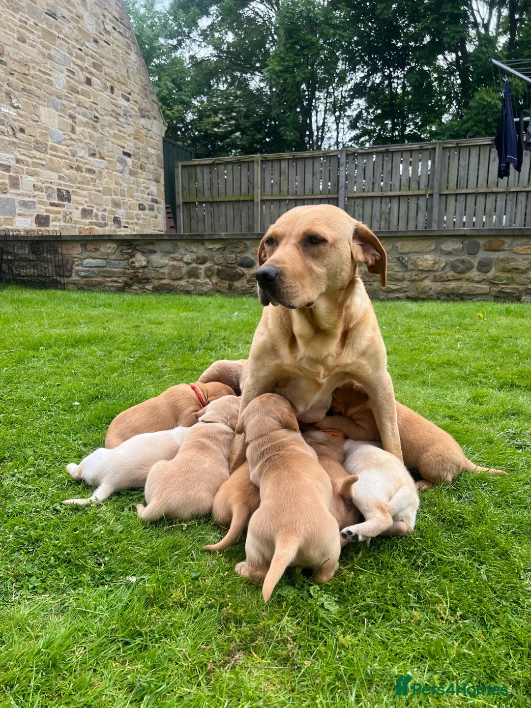 Labrador Retriever dogs for sale: Beautiful Fox Red Labrador Retriever Puppies  in Bishop Auckland - Advert 2