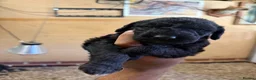 Mixed Breed dogs for sale: Bedlington x Whippet Lurcher puppy’s  in Westerham - Advert 6