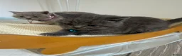 British Shorthair cats for sale: British Shorthair Kittens in Croydon - Advert 9