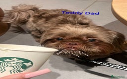 Shih Tzu dogs for sale: Stunning full pedigree miniature shih tzu puppies  - Image 12