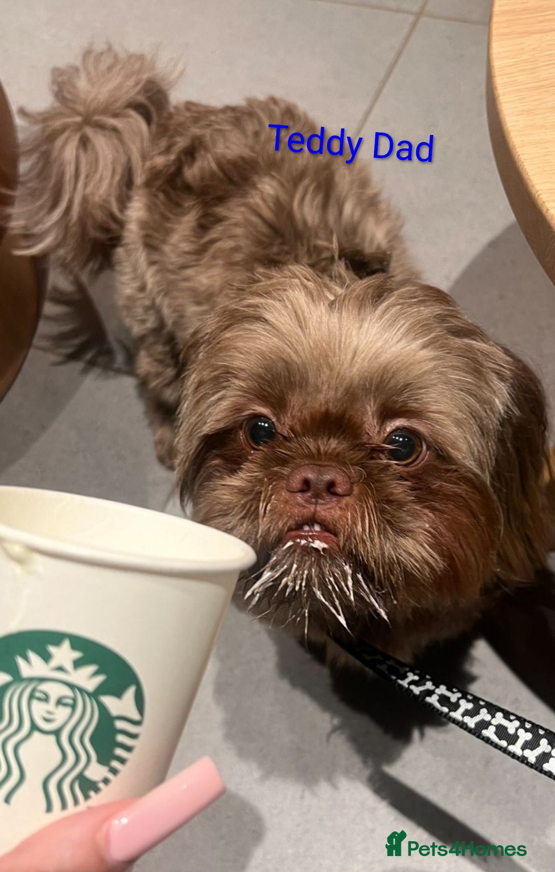 Shih Tzu dogs for sale: Stunning full pedigree miniature shih tzu puppies  - Image 12