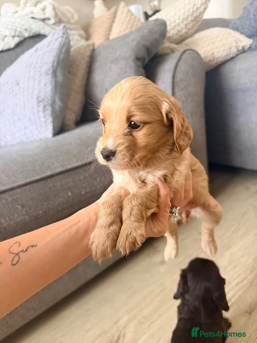 Cockapoo dogs for sale: Beautiful litter of F1B Cockerpoo Puppies - Advert 22