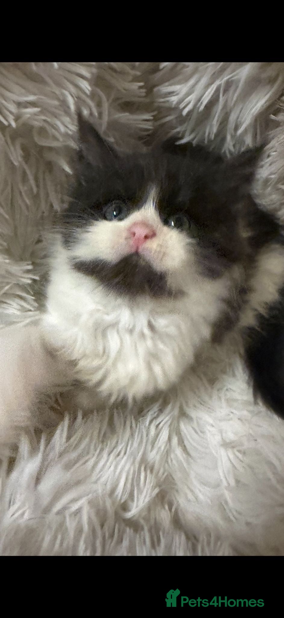 Maine Coon cats Cute Mainecoon cubs rare blue eyes - Advert 6