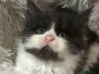 Maine Coon cats Cute Mainecoon cubs rare blue eyes - Advert 6