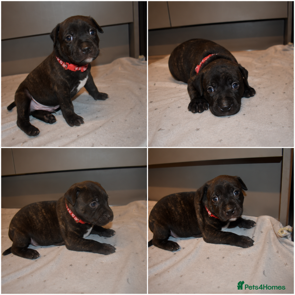 Staffordshire Bull Terrier dogs KC Staffordshire bull terrier pups  - Advert 2