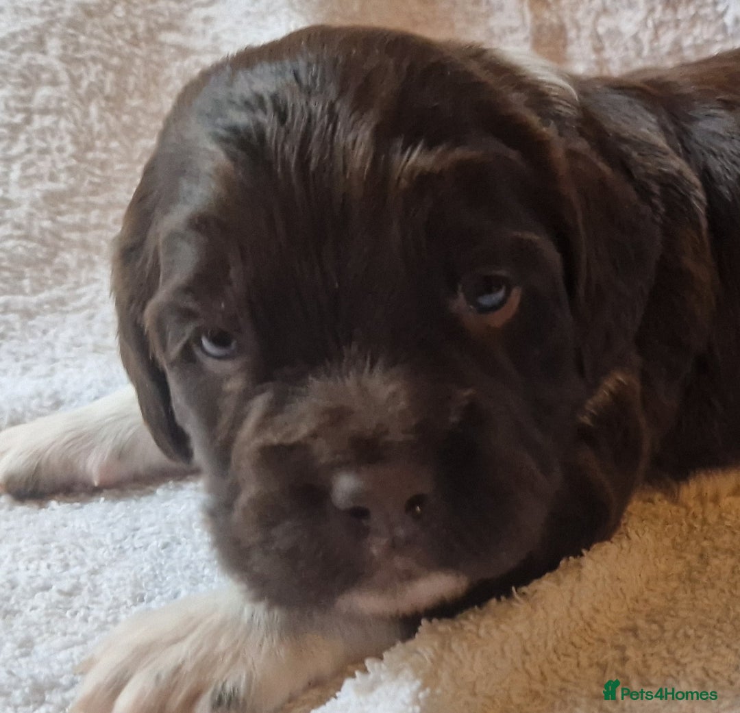 English Springer Spaniel dogs for sale: 2 Beautiful,chunky Springer boys - Advert 5