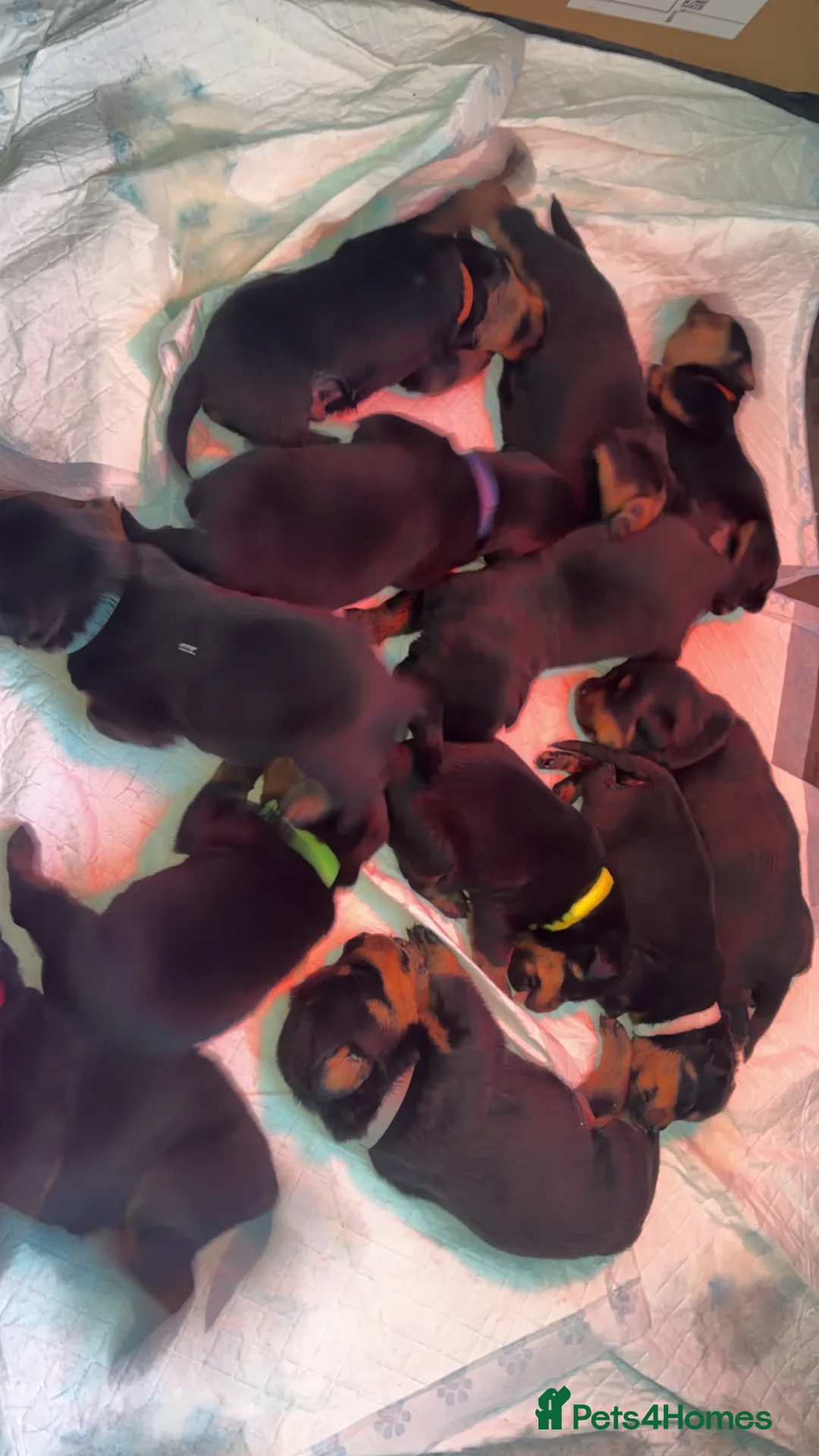 Rottweiler dogs for sale: Rottweilers puppy’s  - Advert 6