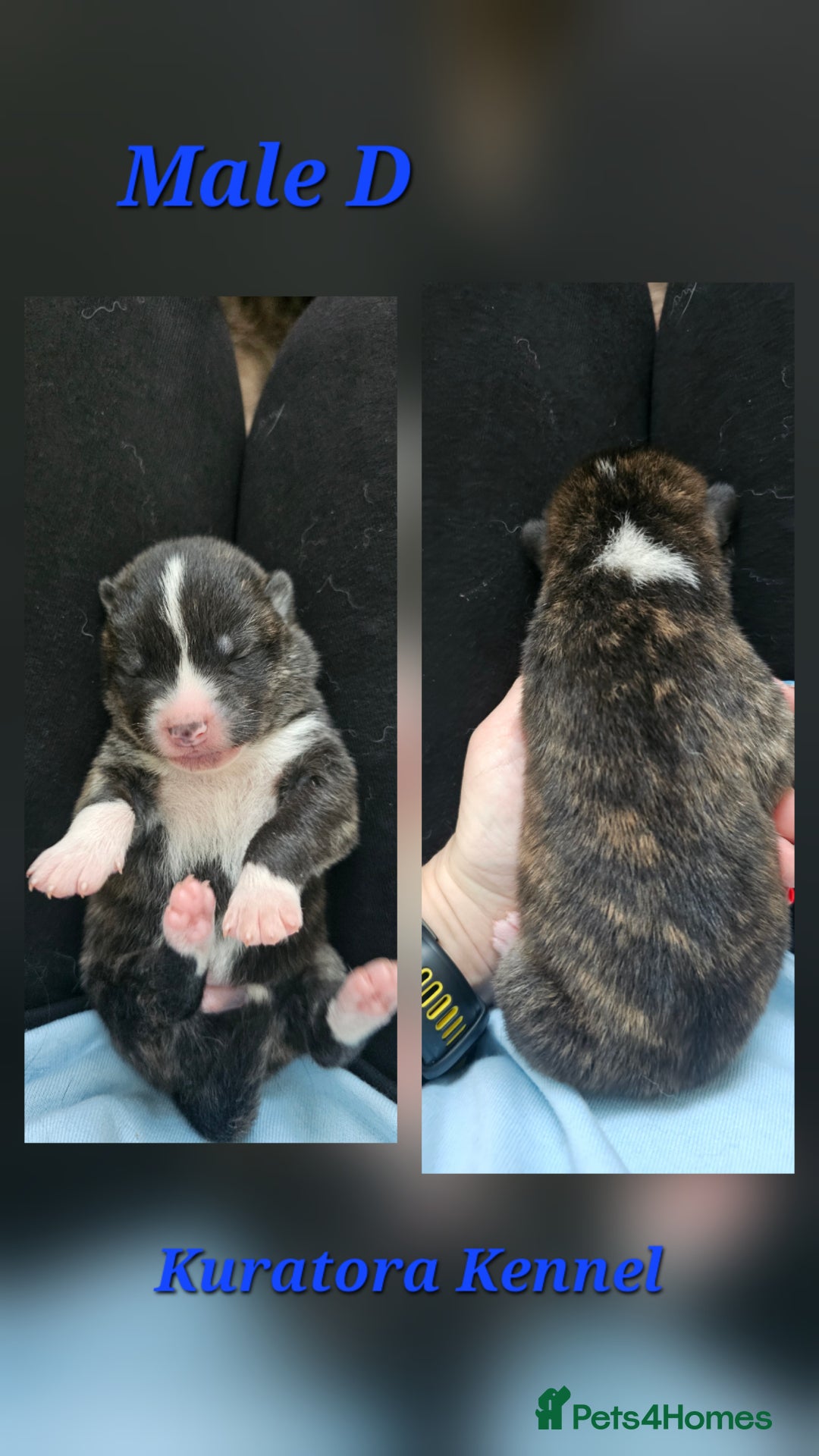 Japanese Akita Inu dogs for sale: Pure Breed Jepanese akita INU - Advert 6