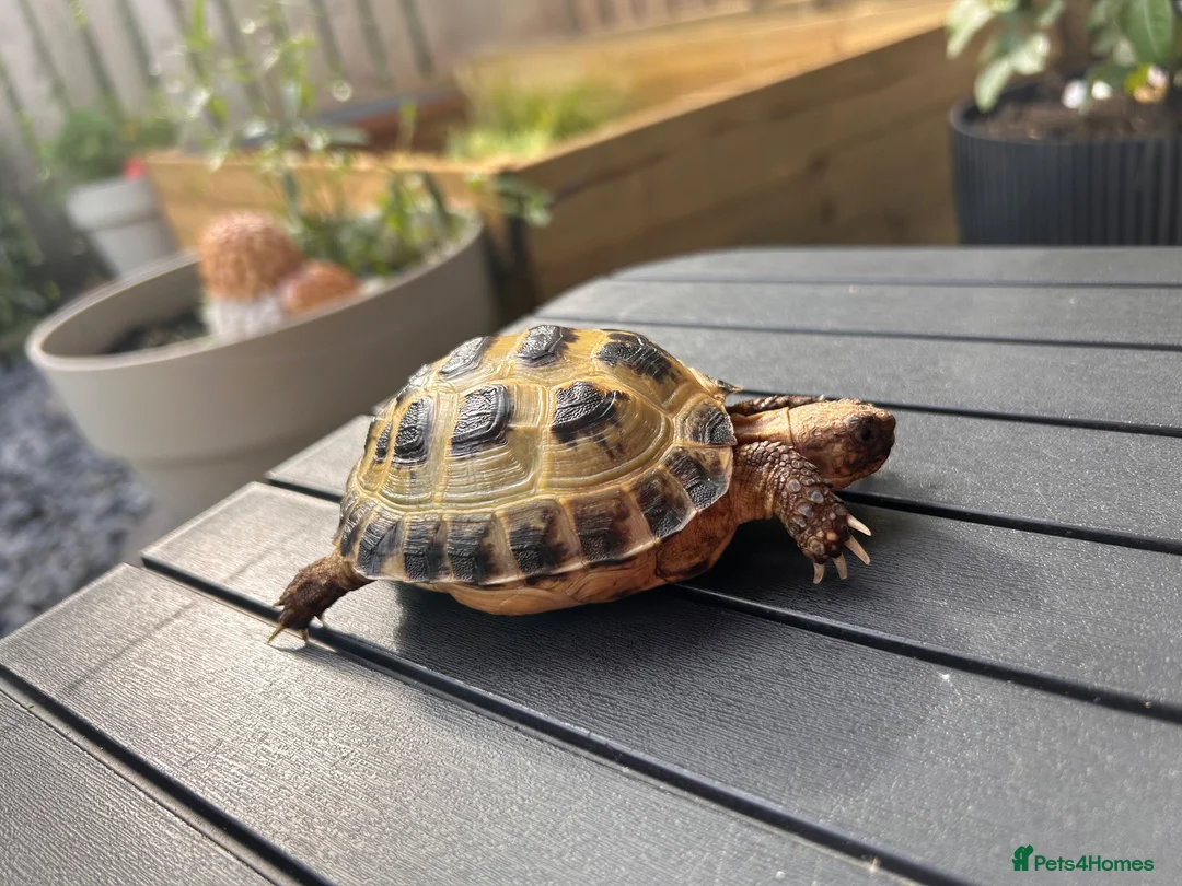 Tortoise reptiles for sale: Male? Horsfield Tortoise & Indoor set up Paid £350 - Advert 2
