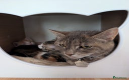 Mixed Breed cats for sale: Gorgeous kittens ready for new homes - Image 5