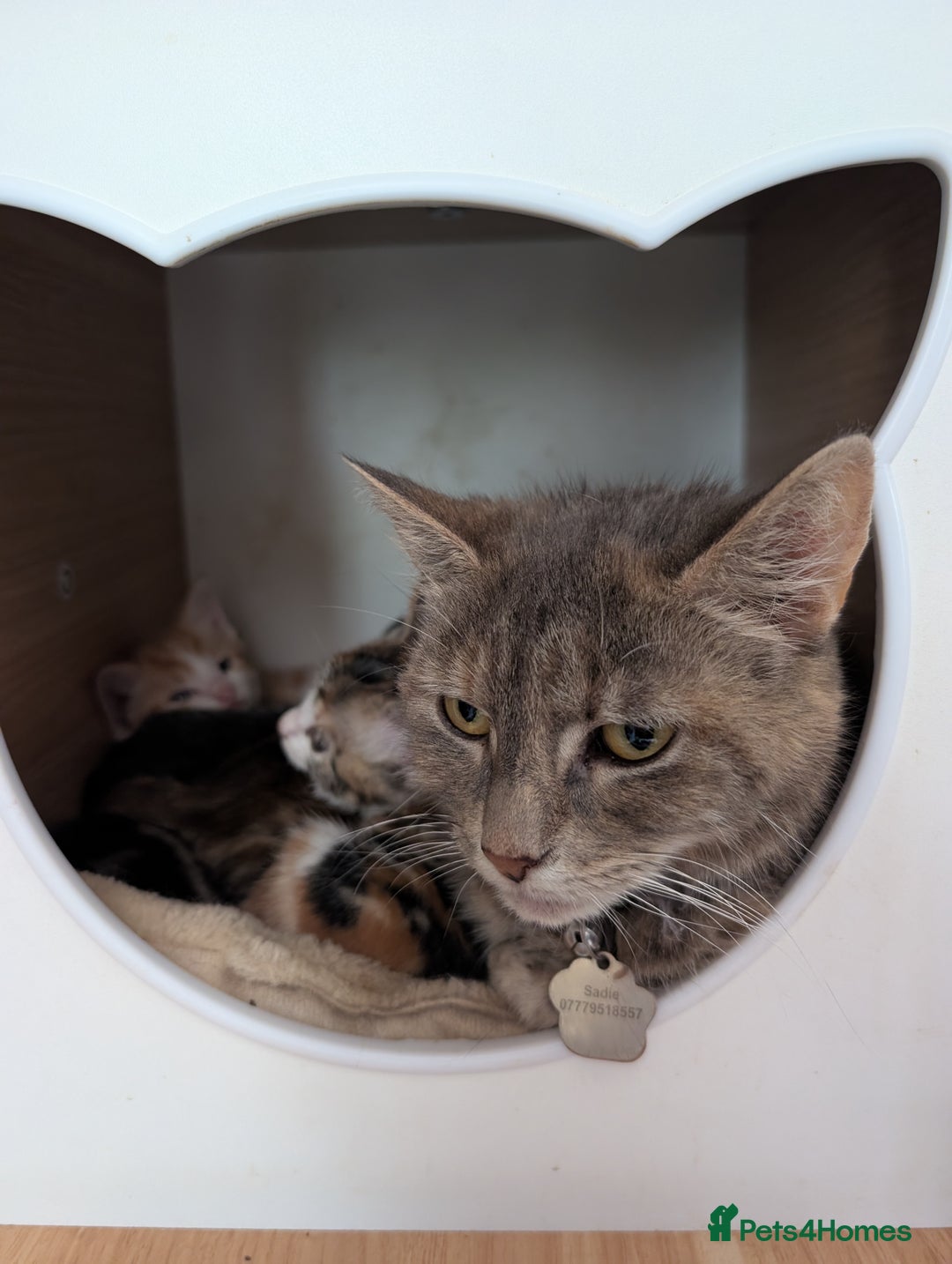 Mixed Breed cats for sale: Gorgeous kittens ready for new homes - Image 5