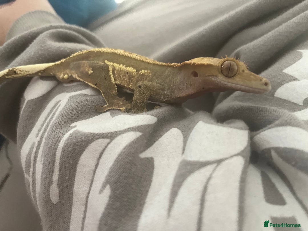 Gecko reptiles for sale: make crested gecko in need of rehomeing - Advert 3