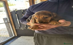 Beagle dogs for sale: 7 wonderful cocker spaniel x beagle❤️🏡 - Image 10