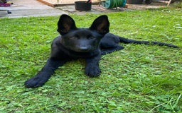 German Shepherd dogs for sale: 4 Month old German Shepherd Puppy for sale - Image 9