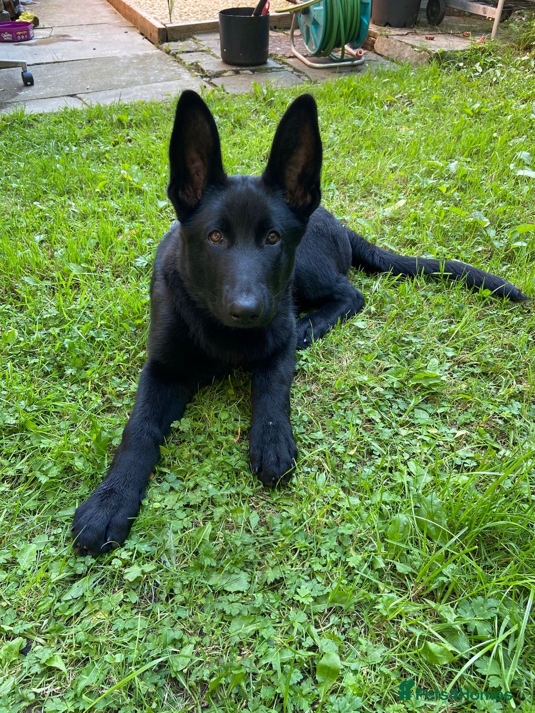 German Shepherd dogs for sale: 4 Month old German Shepherd Puppy for sale - Image 9
