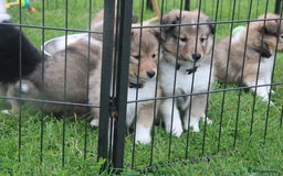Shetland Sheepdog dogs for sale: Shetland Sheepdog   - Image 1