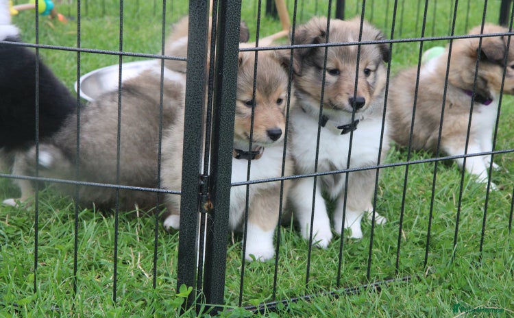 Shetland Sheepdog dogs - Advert 1