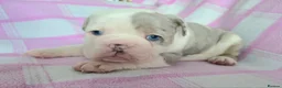 English Bulldog dogs for sale: F1 Mini bull x Kc reg English bulldog - Advert 16