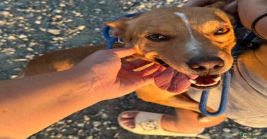 Mixed Breed dogs - Advert 5