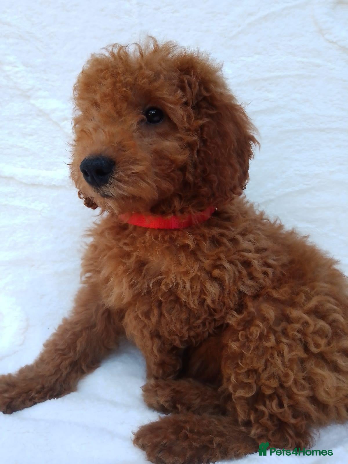 Miniature Poodle dogs Miniature poodle puppies. - Advert 1