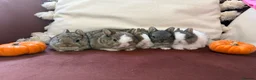 Netherland Dwarf rabbits for sale: Gorgeous Netherland Dwarf bunnies in Carlisle - Advert 2