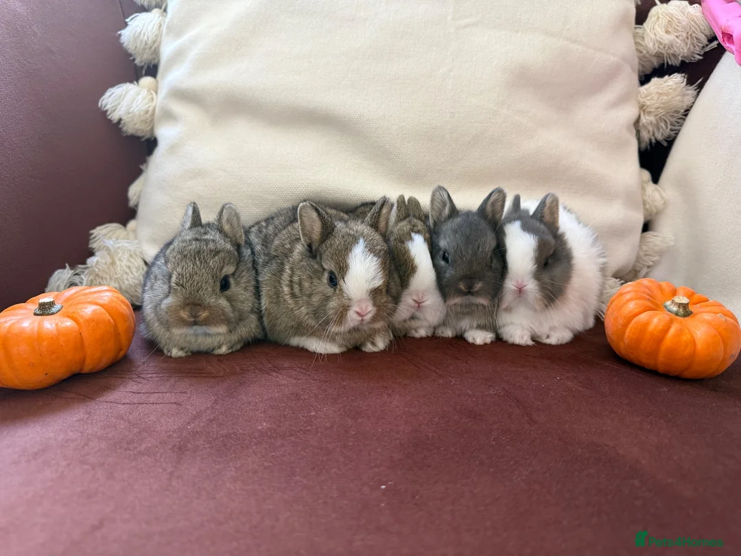 Netherland Dwarf rabbits for sale: Gorgeous Netherland Dwarf bunnies in Carlisle - Advert 2