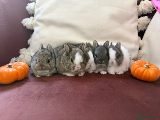 Netherland Dwarf rabbits for sale: Gorgeous Netherland Dwarf bunnies - Advert 2