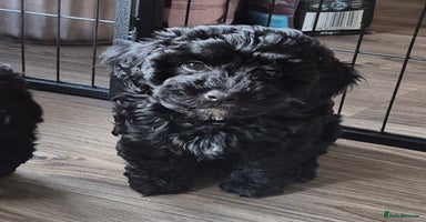 Toy Poodle dogs - Advert 16