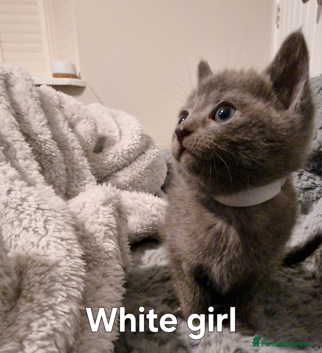 Russian Blue cats for sale: 7 Beautiful Russian Blues kittens 5 Girls 2 Boys. - Advert 4