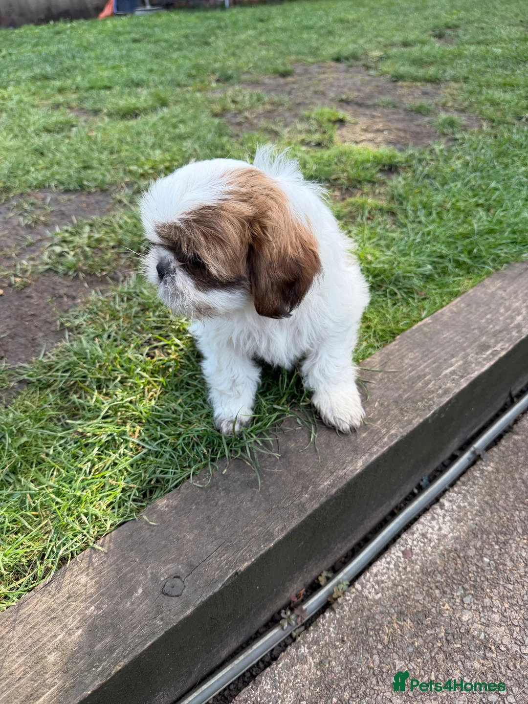 Shih Tzu dogs for sale: Shih Tzu  - Advert 2