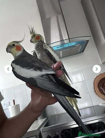 Cockatiels birds - Advert 3