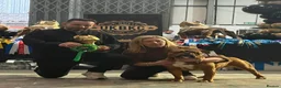 Olde English Bulldogge dogs for stud: Olde english bulldog AT STUD - Advert 3