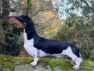 Miniature Dachshund dogs PRA CLEAR RUSSIAN IMPORT - Advert 13