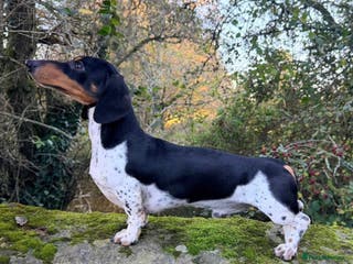 Miniature Dachshund dogs PRA CLEAR RUSSIAN IMPORT - Advert 4