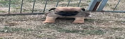 Border Terrier dogs for sale: KC registered Border Terrier Puppies in Dover - Advert 7
